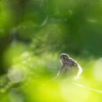 Vienna: Urban Birding  Guided bird watching tour in the big city! - Enjoying a Quick Lunch Break in the City