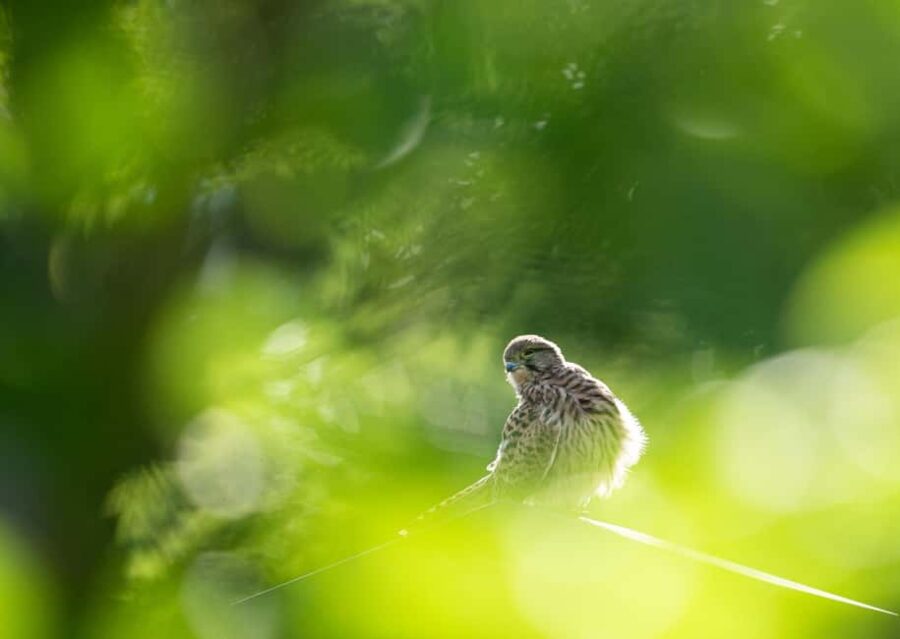 Vienna: Urban Birding  Guided bird watching tour in the big city! - Enjoying a Quick Lunch Break in the City