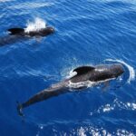 Viking Cruise Whales and Dolphins Watching - The Itinerary and Marine Wildlife Viewing