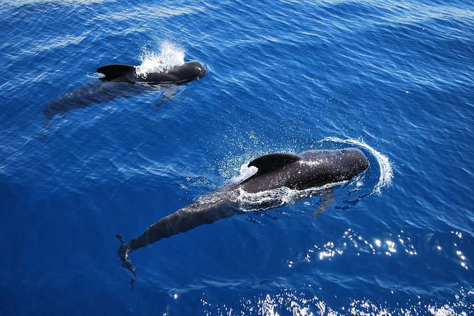 Viking Cruise Whales and Dolphins Watching - The Itinerary and Marine Wildlife Viewing