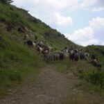 Vikos Gorge Beloi Viewpoint 3-Hour Hike - The Route to the Beloi Viewpoint in the Pindus Mountains