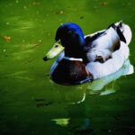 Villa Borghese and Posh Areas Unique Photo Tour and Workshop - From Pincio Terrace: Overlooking Rome’s Skyline