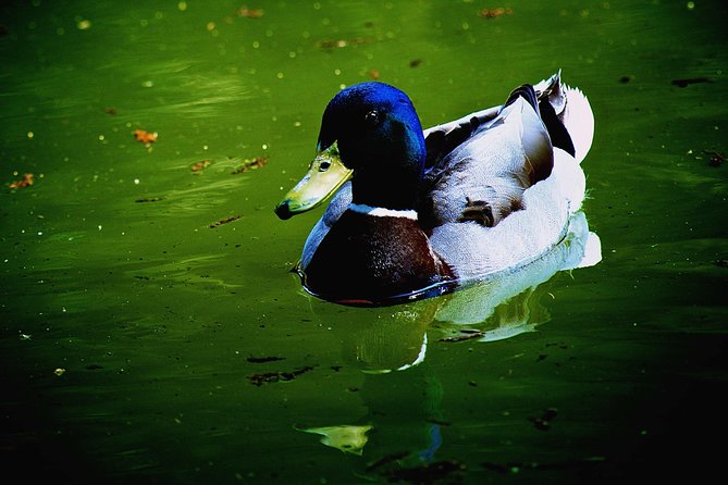Villa Borghese and Posh Areas Unique Photo Tour and Workshop - From Pincio Terrace: Overlooking Rome’s Skyline