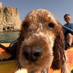 Villajoyosa: Kayaking with the man's best friend, your dog - Starting Point and Meeting Details at Xarco Beach