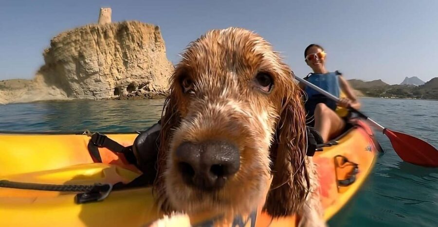 Villajoyosa: Kayaking with the man's best friend, your dog - Starting Point and Meeting Details at Xarco Beach