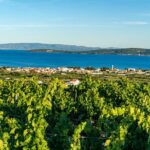 Vineyard Experience: Wine Tasting near Split - Scenic Drives Through Kastel Novi and Kastela