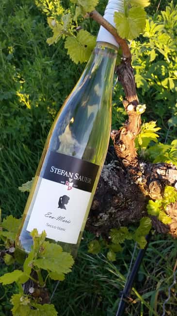 Vineyard tour around Nordheim am Main on the Main Loop - Guided Tour with Eva-Marie Sauer: Insight and Personal Touch