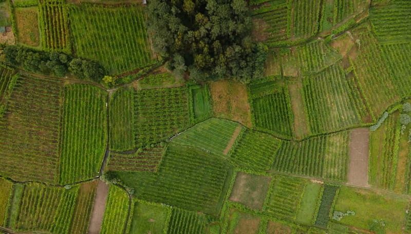 Vinho Verde: Private Wine Tasting w/ Tapas & Fortress Visit - Discovering the Heart of Portugal’s Green Wine Region