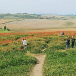 VIP Brunello Montalcino, Montepulciano & Val d'Orcia with Lunch - Visiting Montalcino’s Fortress and Artisan Streets