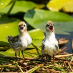 Virpazar: Historical & Nature Boat Adventure on Lake Skadar - The Small-Group Experience and Local Guide