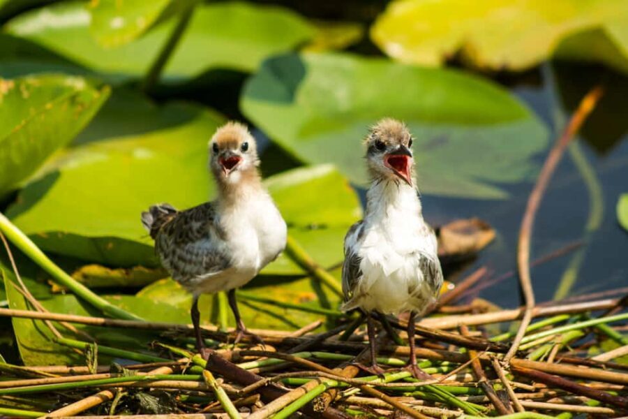 Virpazar: Historical & Nature Boat Adventure on Lake Skadar - The Small-Group Experience and Local Guide