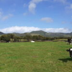 Visit a Farm on the Island of Pico - Stroll Through Greenhouse Vegetable Cultivation