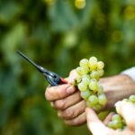 Visit and wine tasting at Tenuta La Cà - Inside the Cellar: From Must to Barrel