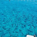 Visit Island of Dugi Otok with Golubinka Cave or NP Kornati - Departure Point and Meeting Arrangements in Zadar