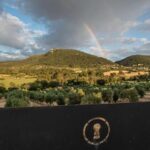 Visit of the olive grove, olive oil tasting and snack - A Guided Exploration of Finca Treurer’s Olive Grove