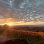 Visit our scenic winery and enjoy a tasting of award-winning organic wines - The Stunning Setting of Basile Organic Winery