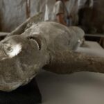 Visit Pompeii Sorrento Positano - Customizable Itinerary Focusing on Pompeii, Sorrento, and Positano