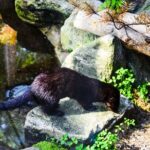 Visit Ranua Arctic Wildlife Park from Kemi - Ranua Wildlife Park’s Year-Round Accessibility in Rovaniemi