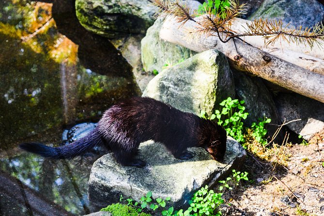 Visit Ranua Arctic Wildlife Park from Kemi - Ranua Wildlife Park’s Year-Round Accessibility in Rovaniemi