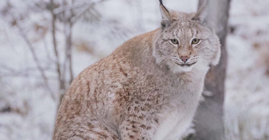Visit Ranua Wildlife Park with Photographer - Encountering Iconic Arctic Animals in Spacious Enclosures