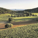 Visit the vineyards and discover Bandol wines - Visiting a Leading Bandol Estate