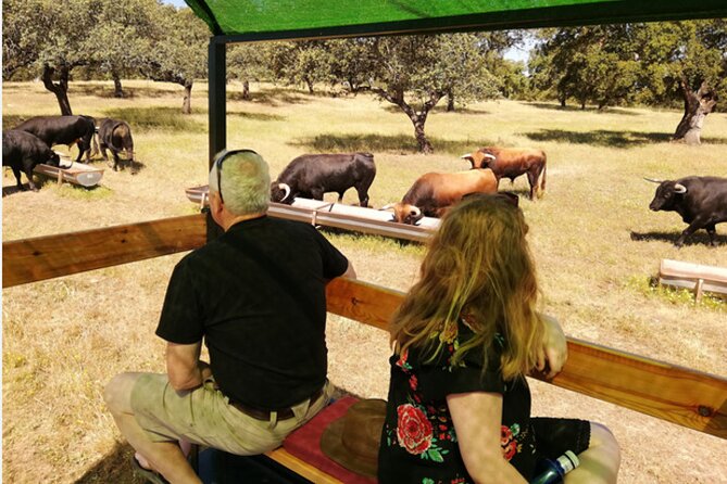 Visit to a brave bull farm in Andalusia - Discover the Sierra de Aracena and Picos de Aroche Natural Park