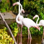 Visit to Madeira Bird Island - The Large Collection of Exotic Birds