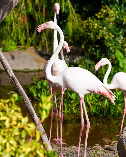 Visit to Madeira Bird Island - The Large Collection of Exotic Birds