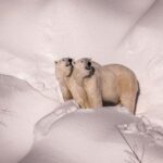 Visit To Ranua Zoo - The Arctics Most Northern Zoo in Rovaniemi