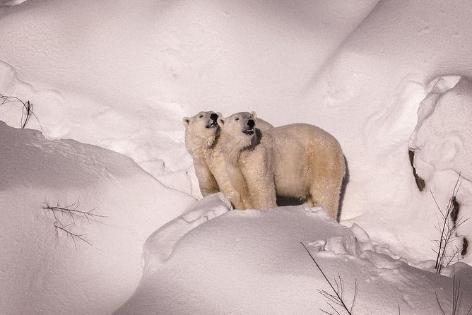 Visit To Ranua Zoo - The Arctics Most Northern Zoo in Rovaniemi