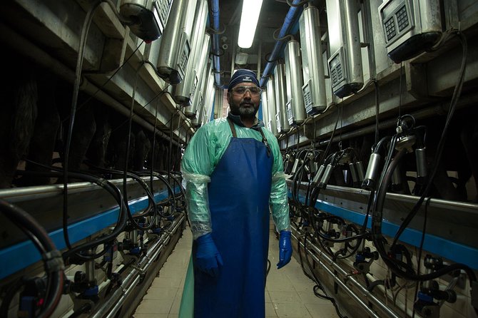 Visit to the Bufale and Dairy farm with cheese tasting - Visiting the Buffalo Dairy and Learning About Circular Economy Practices