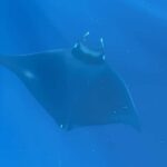 Vodice: Dolphin Watching Boat Tour in ibenik Archipelago - Starting Point and Meeting Details in Vodice