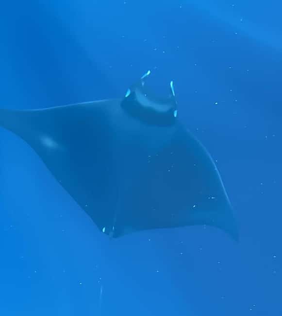 Vodice: Dolphin Watching Boat Tour in ibenik Archipelago - Starting Point and Meeting Details in Vodice