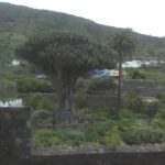 Volcano Teide National Park And North Of The Island VIP TOUR - Exploring La Esperanza Forest on the Way to Mount Teide