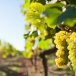 Vouvray wine half-day tour from Tours - Pickup and Meeting Point in Tours
