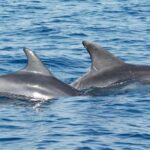 Vrsar: Dolphin Watching Boat Ride - Scenic Views of Vrsar from the Water