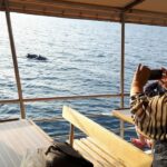 Vrsar: Dolphin Watching Boat Tour including Drinks - The Route Along Istria’s Coast and Islands