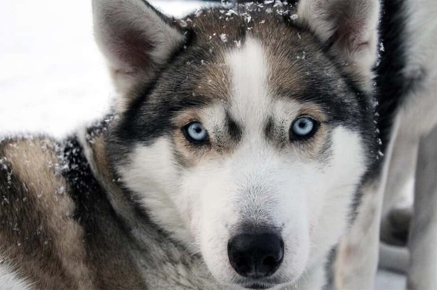 Vuokatti: Husky Sled Ride with Hot Berry Juice & Biscuits - Meeting at Vuokatti Husky Kennel: Access and Logistics