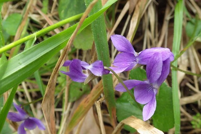 Walk in Omodos alleys & around Kelephos medieval Venetian bridge - Exploring Omodos Village: Cyprus Wine Heartland