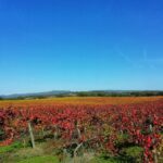 Walk in the Cork Forest Experience Pack - The Cork Cycle: From Harvest to Product