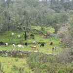 Walk through Hills With a Local Goat Herder and Their Goats - Logistics and Practical Tips