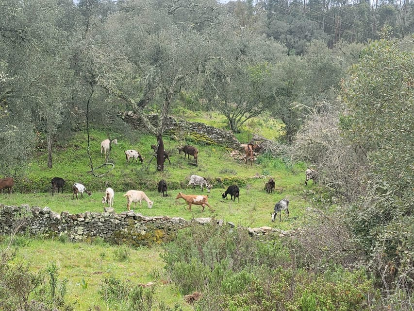 Walk through Hills With a Local Goat Herder and Their Goats - Logistics and Practical Tips