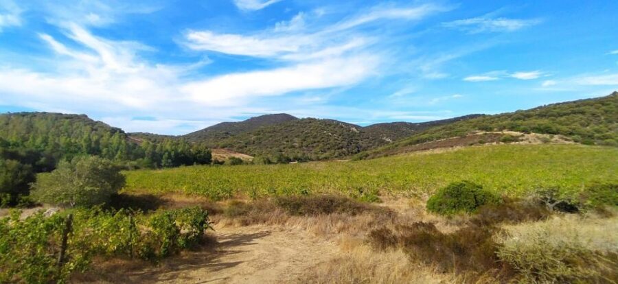 Walk through our vineyard and aperitif - Walking Through the Vineyard and Organic Farming Philosophy