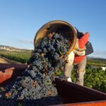 Walks in the heart of the secret vineyards around Collioure, tastings - VIP Tastings with Local Winemakers