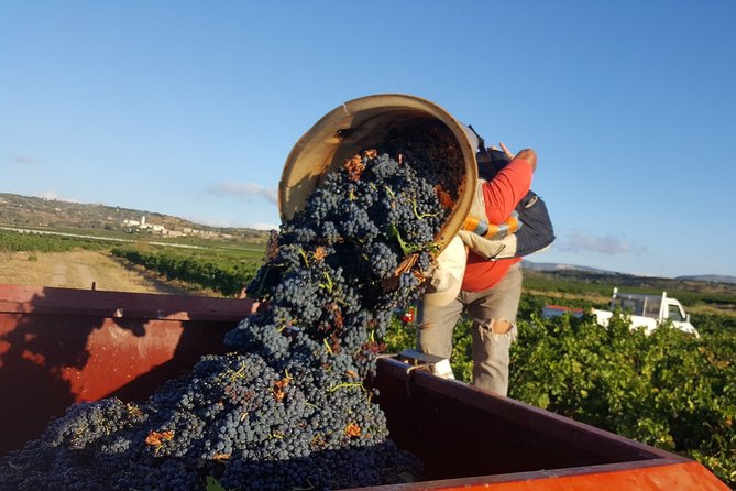 Walks in the heart of the secret vineyards around Collioure, tastings - VIP Tastings with Local Winemakers