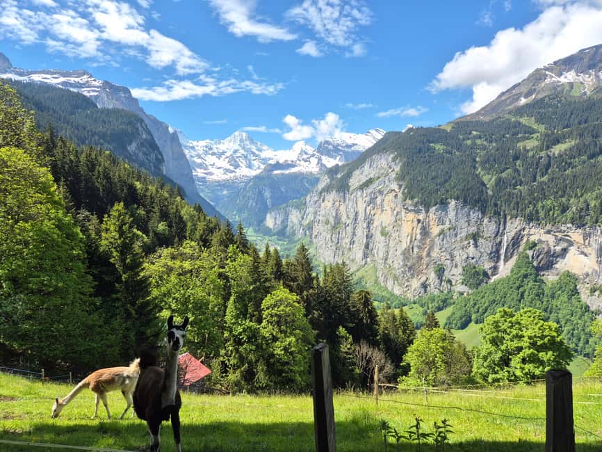 Wengen: Family-Friendly Countryside Farm Tour in Swiss Alps - Meeting Point and Logistics in Wengen