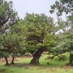 West: 4x4 Tour | Seixal Beach | Porto Moniz Natural Pools | - Exploring São Vicente’s Scenic Off-Road Routes