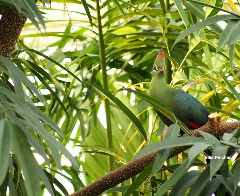 West Berkshire,UK: The Living Rainforest Centre Entry Ticket - How the Centre Highlights Rainforest Biodiversity