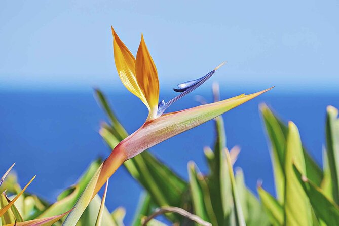 West of Madeira Private Full-Day Tour with Pickup from Funchal - Cabo Girao: Europe’s Tallest Cliff and Stunning Overlook