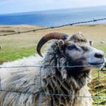 Westman Islands Day Tour from Reykjavik - Pickup and Transportation from Reykjavik